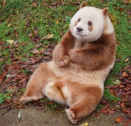 Le Panda Marron venant de Chine